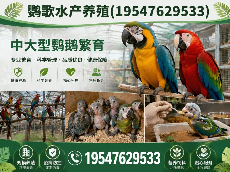 青白江区合规鹦鹉养殖展示图
