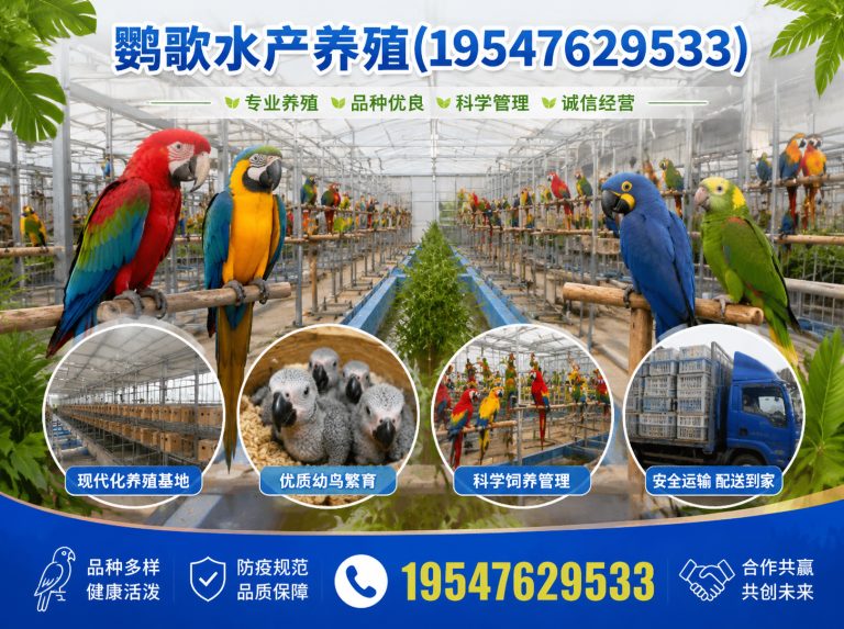 青白江区鹦鹉养殖公司展示图