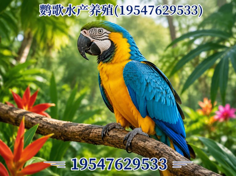 青白江区非洲灰鹦鹉展示图