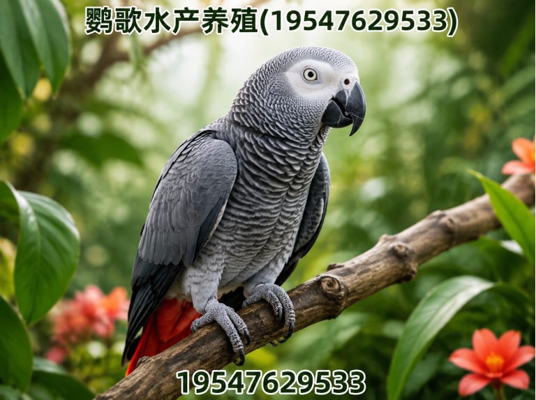 青白江区西南鹦鹉品牌展示图